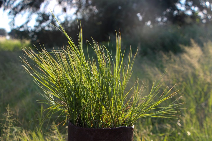 Nature's flowerpot