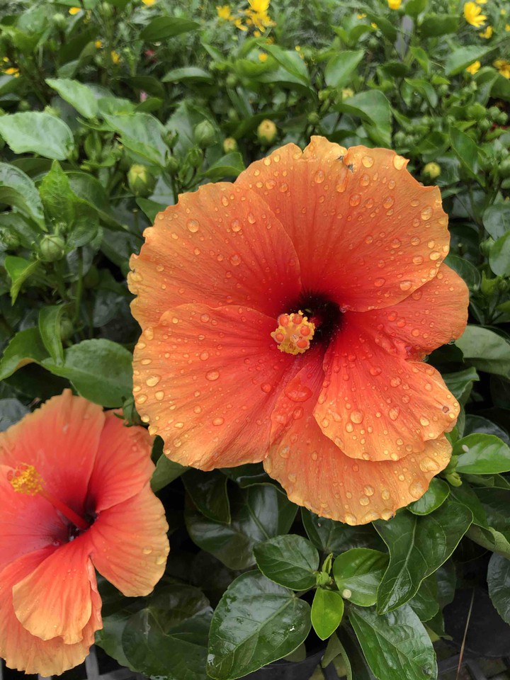 flower
