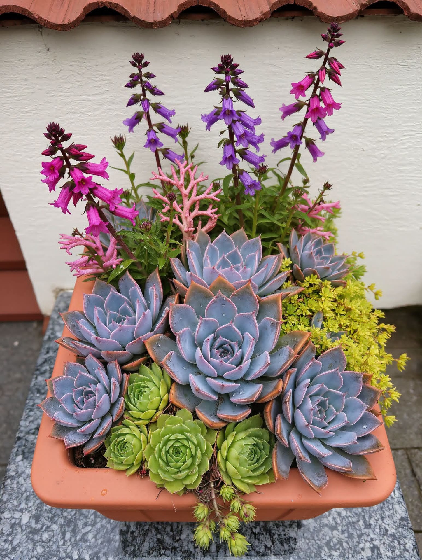 tapety houseplant, purple