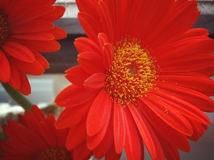 red blossom