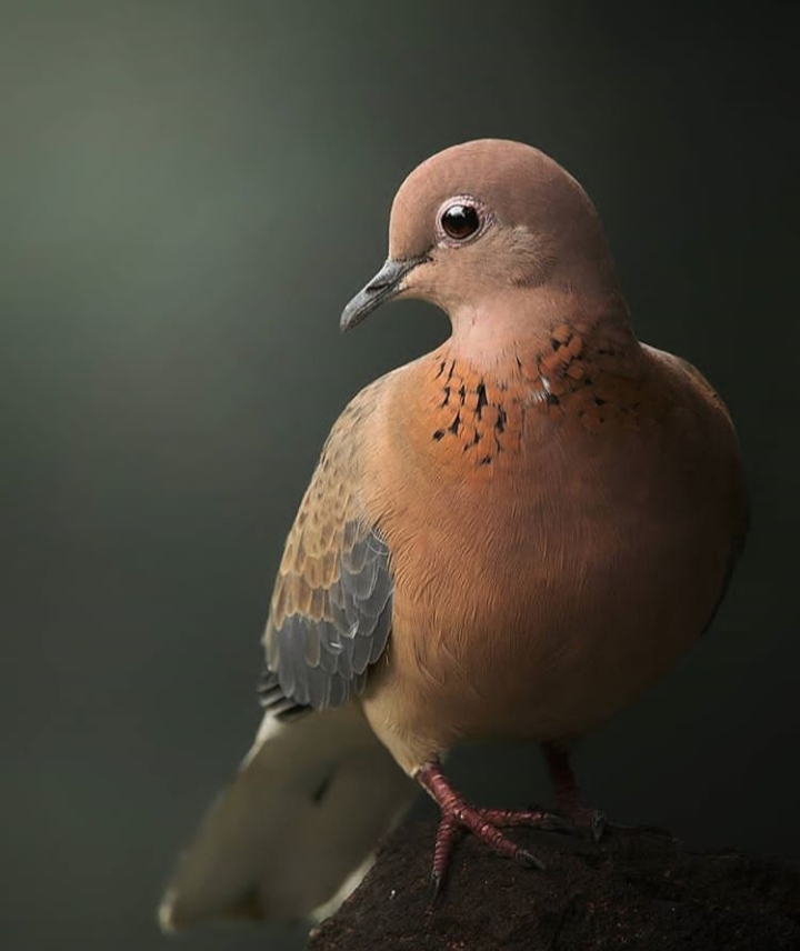 Dove