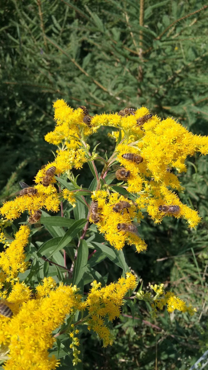 bees
