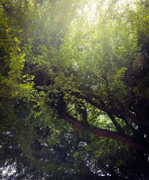 Primaveral