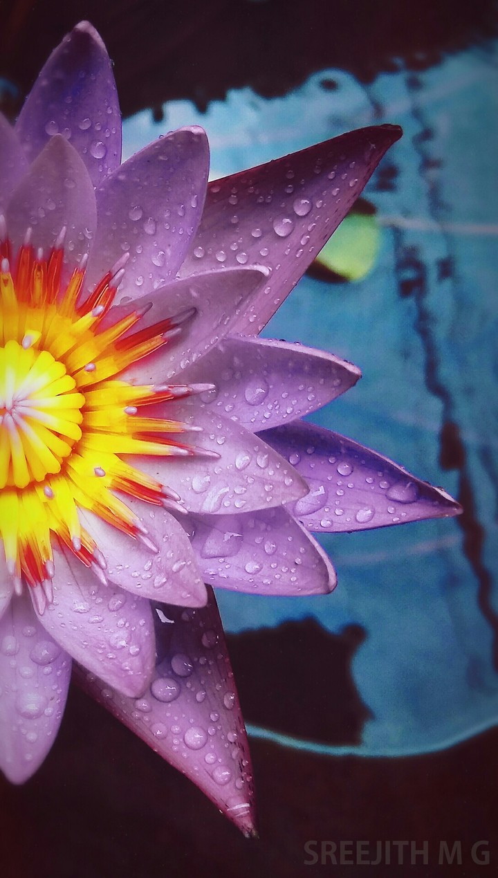 Water Lily _my own click