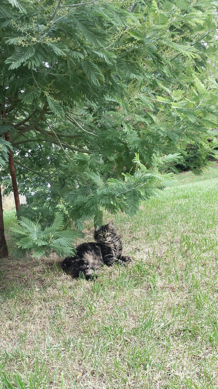 cat