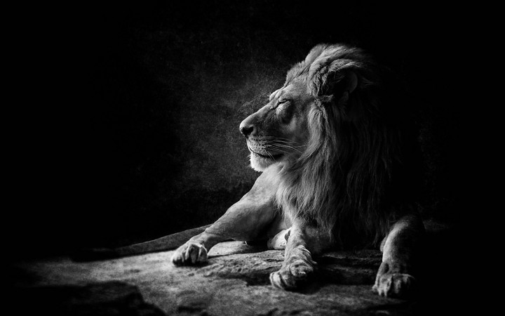 lion