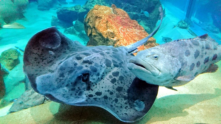Aquarium