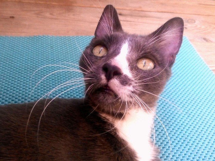 cat