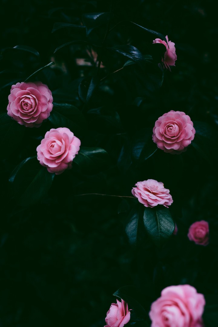 °•✦•°✽♡°•✦•°♡✽°•✦•°✽♡°•✦•°