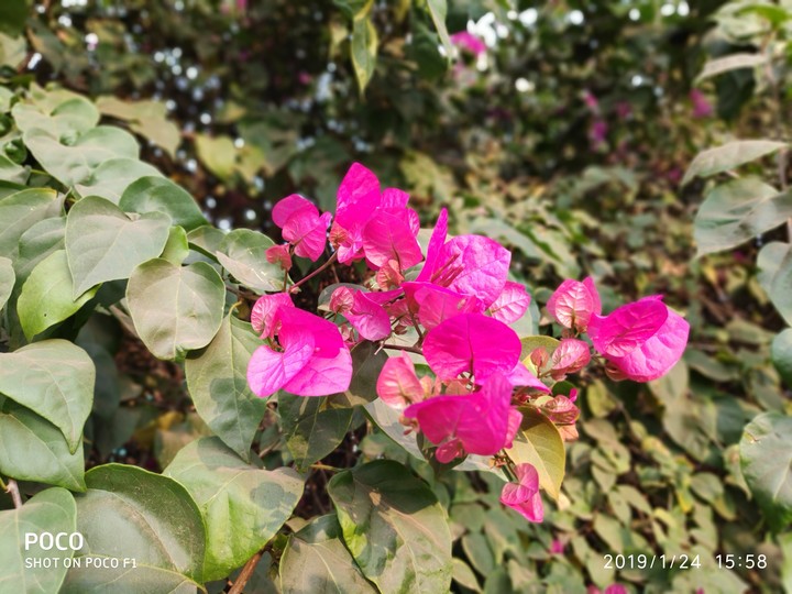 bougainvillaea