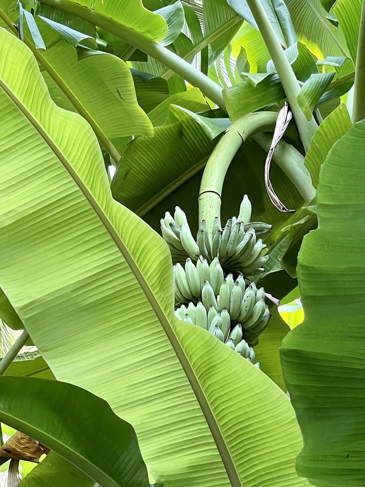 banana to all