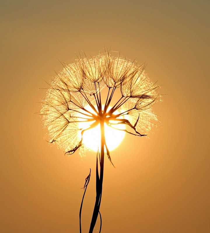 Sun Behind Flower