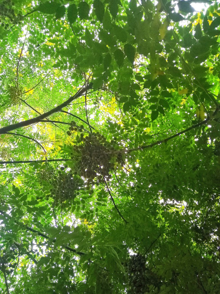 Green at its best