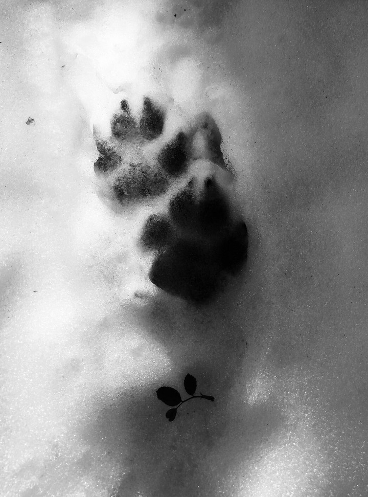 footprint on the snow