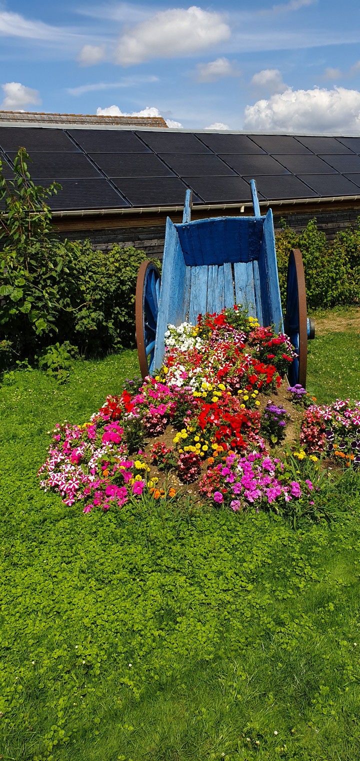Fleurs en été