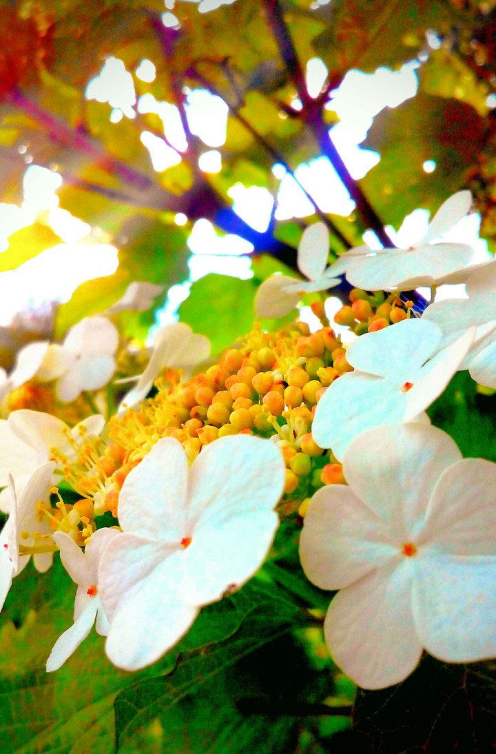 Wonderful cherry flowers!!!
