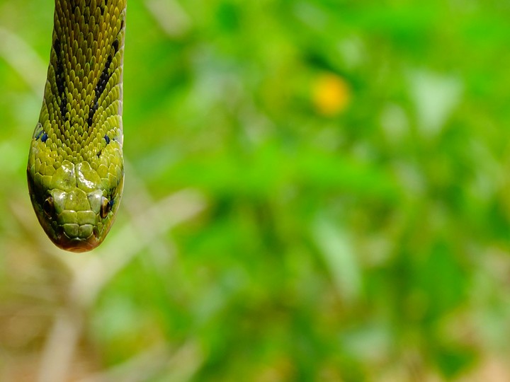 green snake