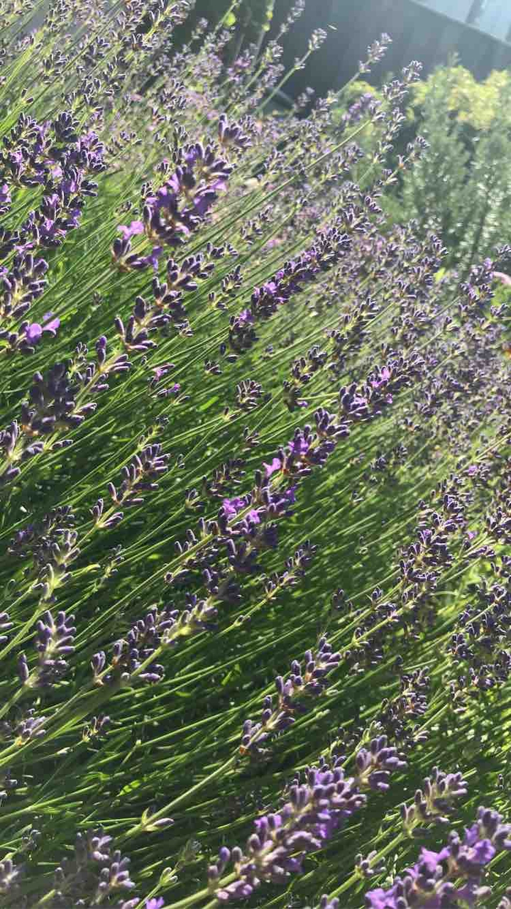 Lavendel