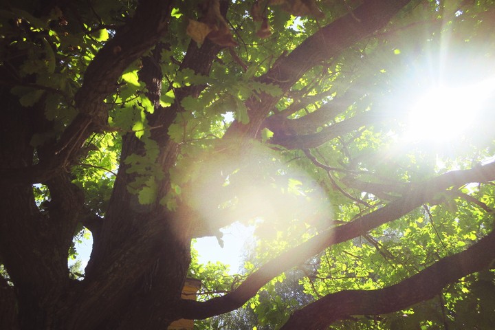 oak