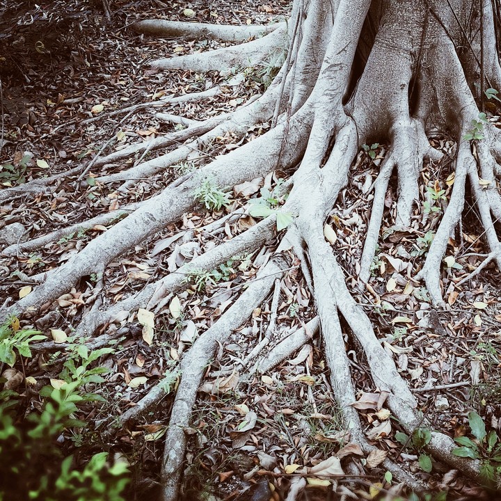 Tree roots