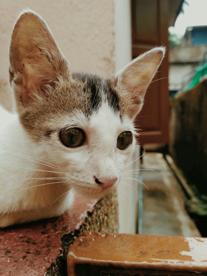 Street Kitty