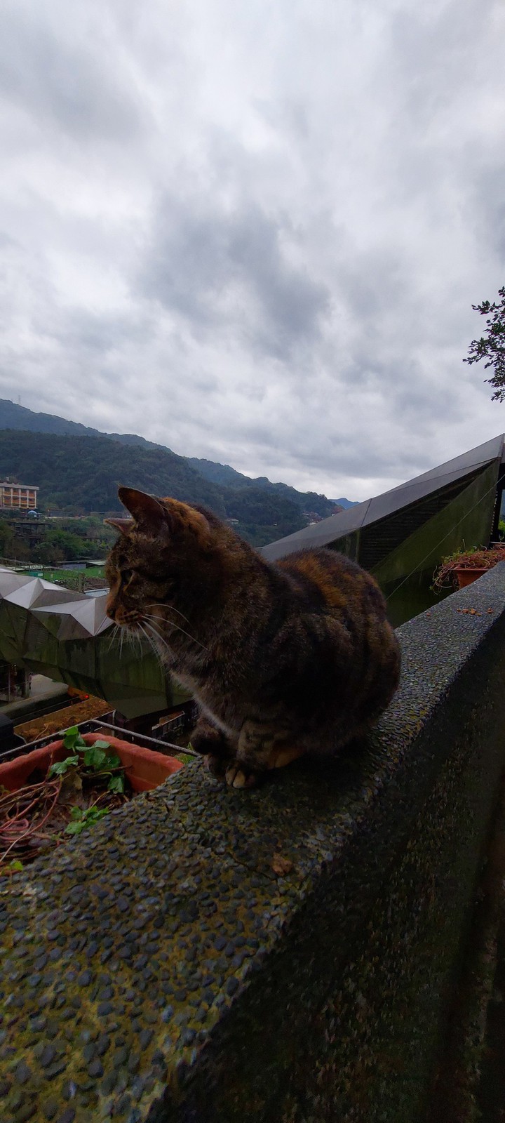 cats village