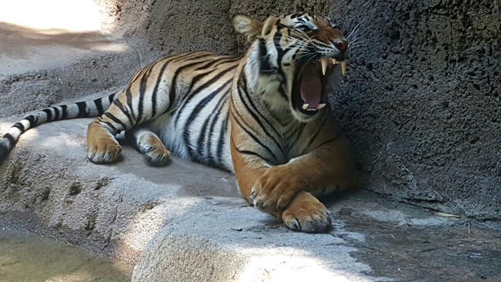 Angry Tiger