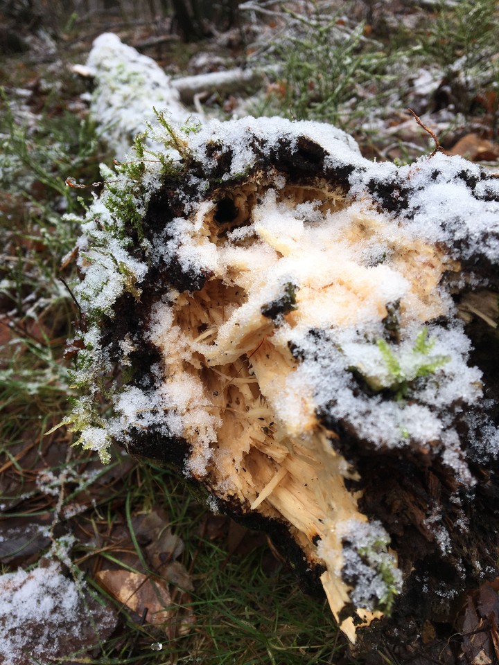 forrestwinterwood