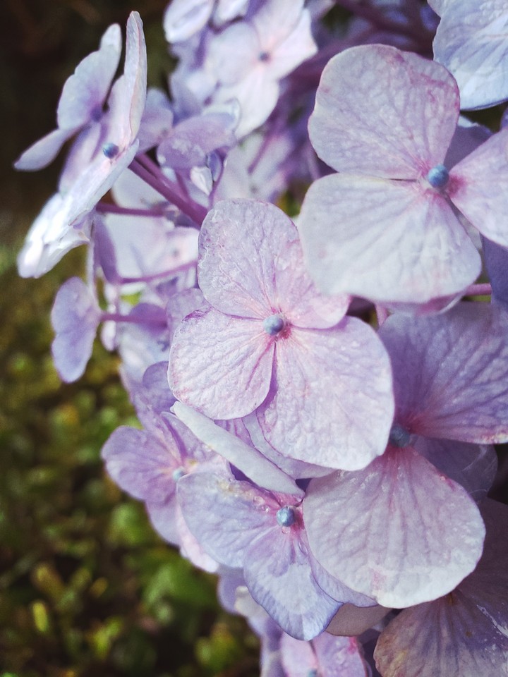 hydrangea