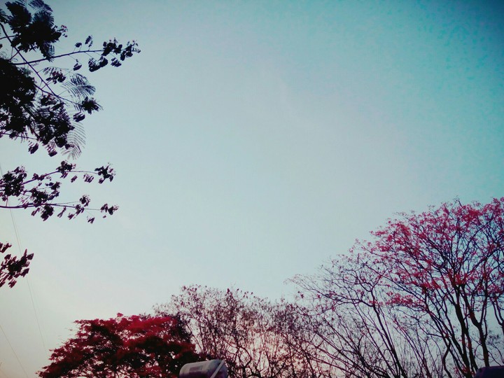 Red Trees