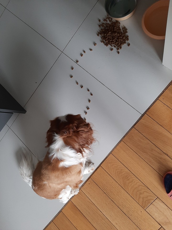 cavalier
