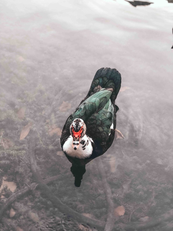 ducks