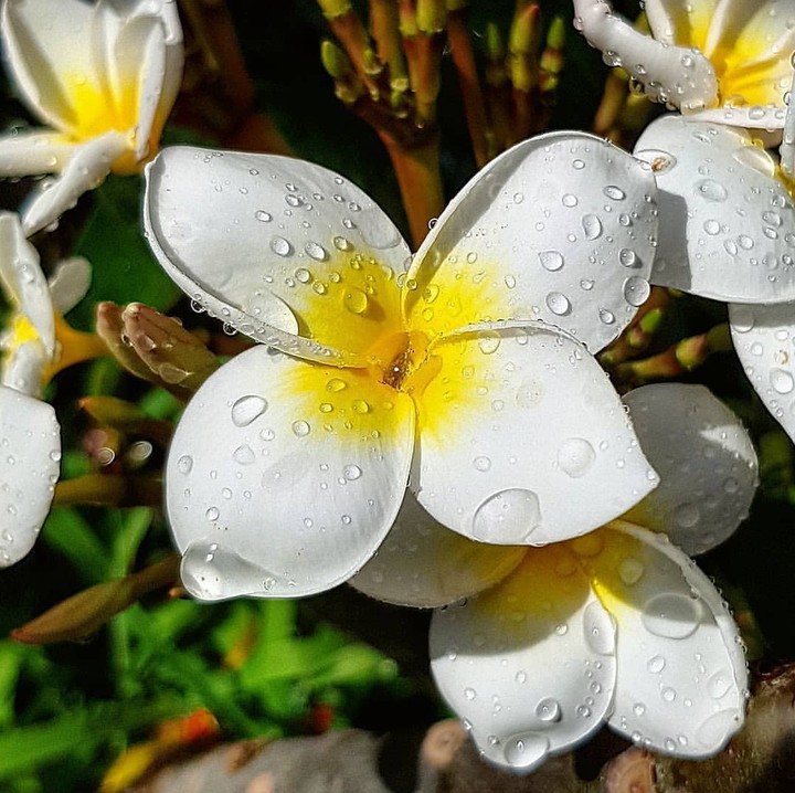 droplets