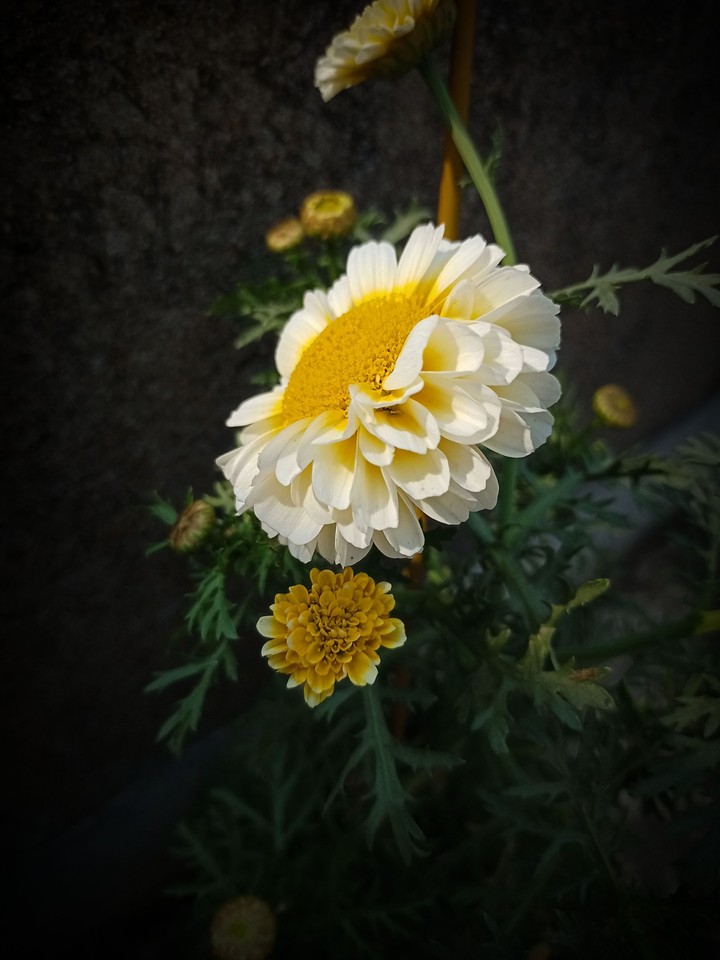 flower