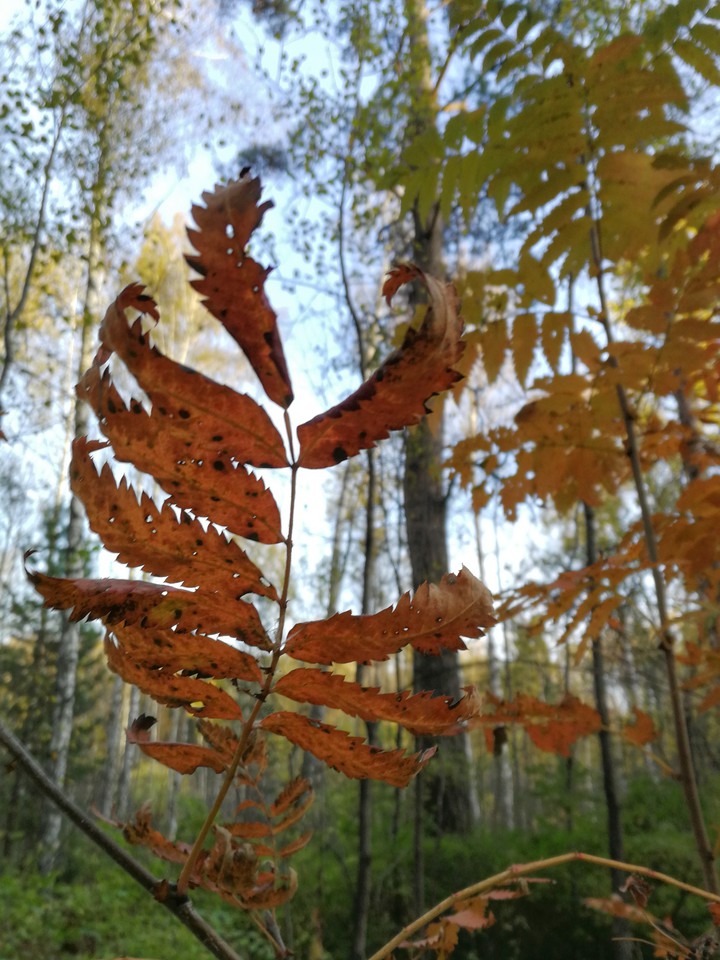 nature