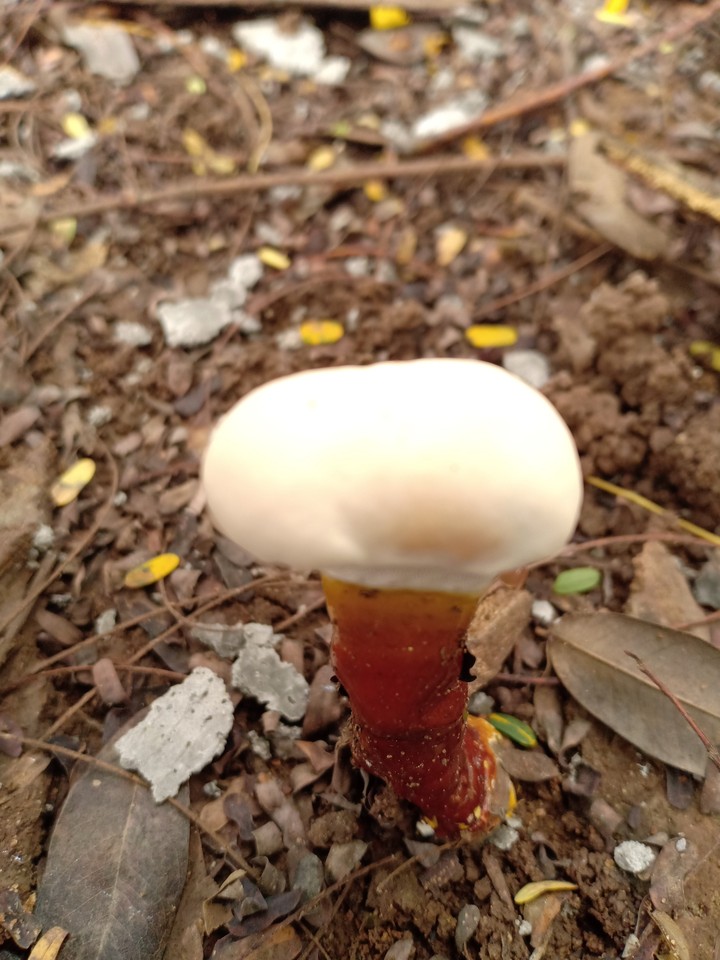 Mushroom