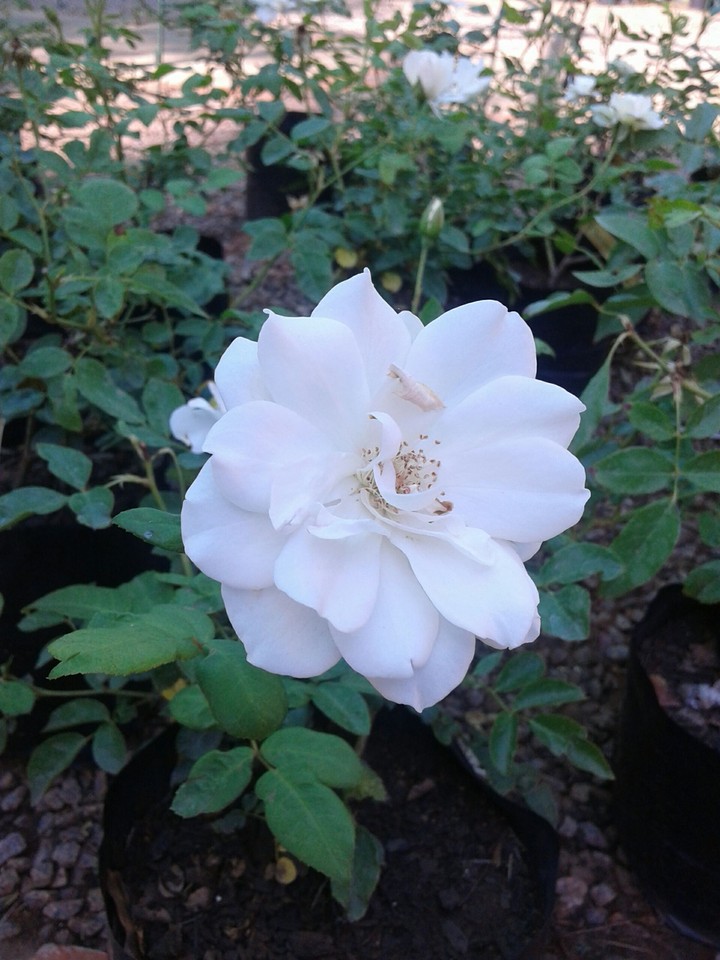 White flower