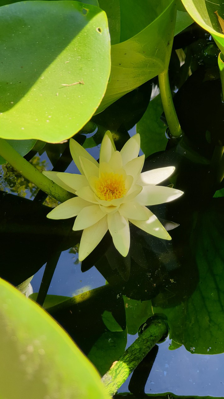 flor