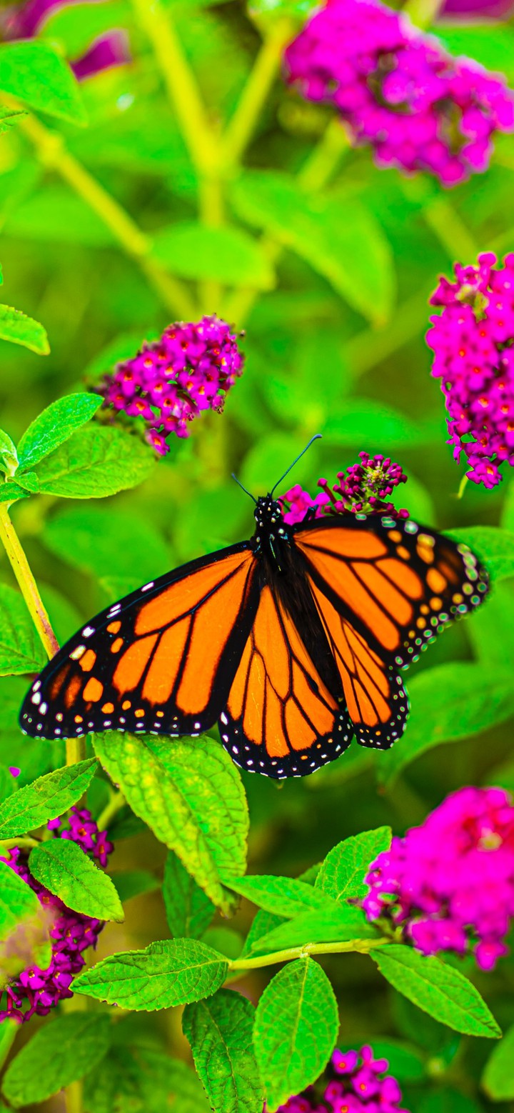 butterfly