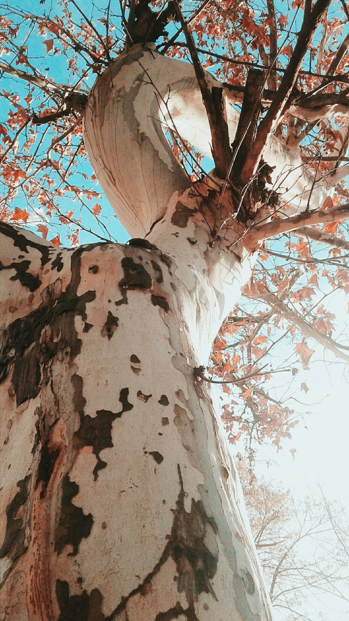 tree