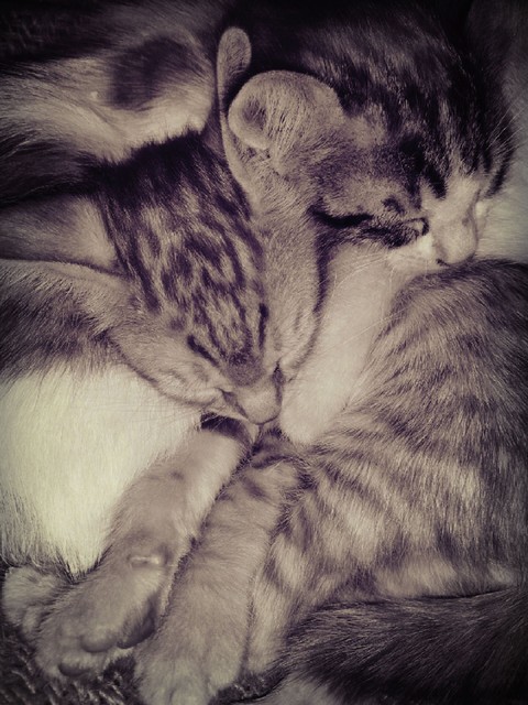 Kittens..