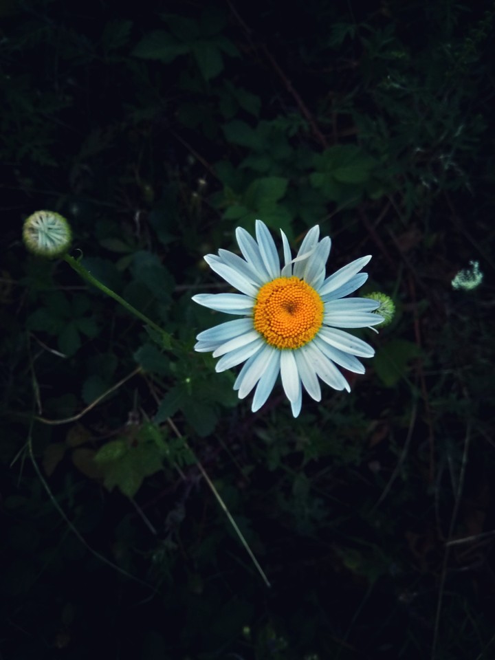 Dandelion