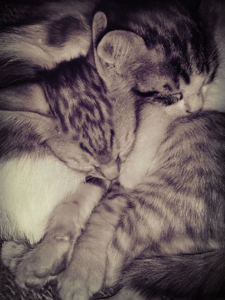 Kittens..