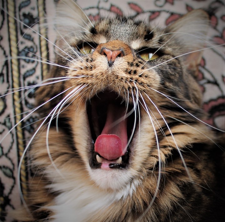 Maincoon