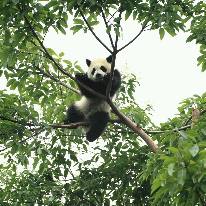 ❇➰PANDA➰❇