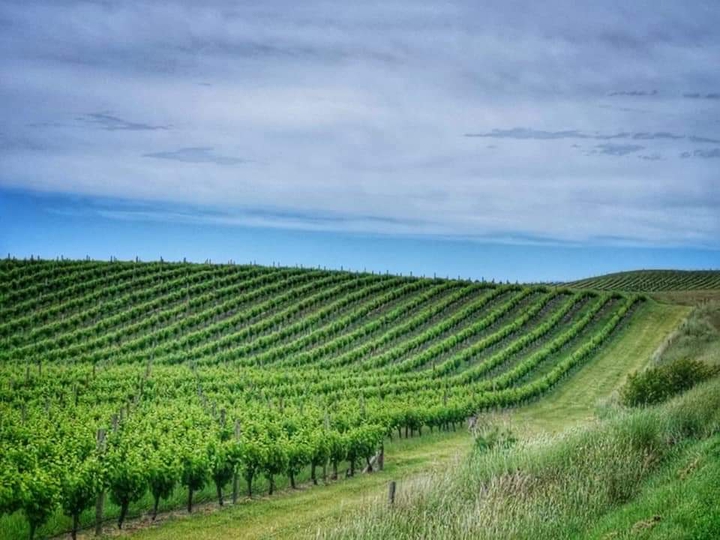 NZ