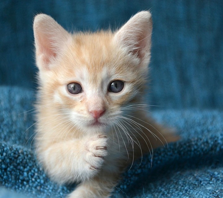 kitten 123
