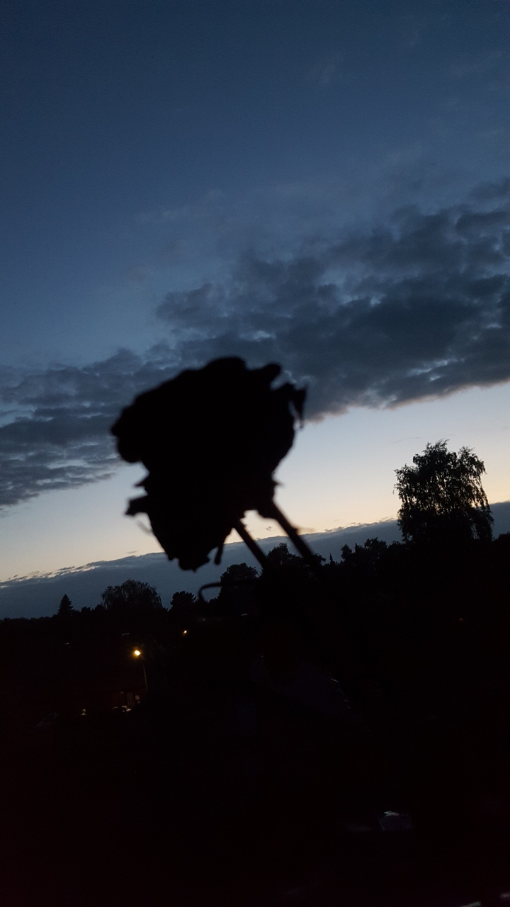 rose