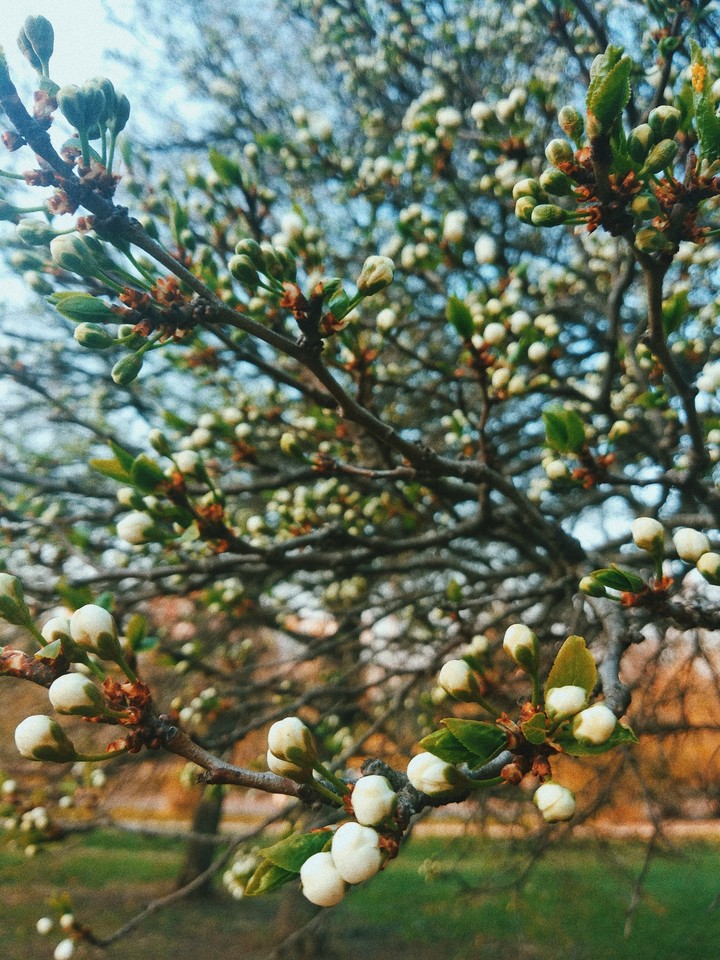 spring