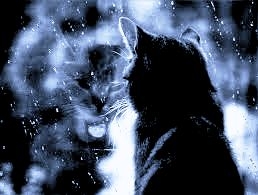 cat